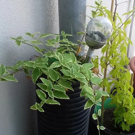 Appartement Katica *